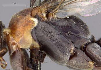 Media type: image;   Entomology 26598 Aspect: thorax lateral